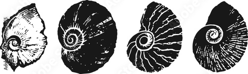 Vintage black and white ammonite fossil illustrations with spiral shell patterns