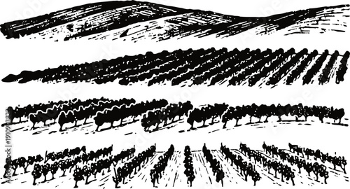 hand drawn vineyard landscape with hills and rows of grapevines in black ink sketch