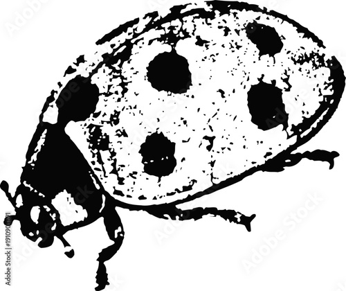 Ladybug close up illustration with detailed spots and antenna on white background
