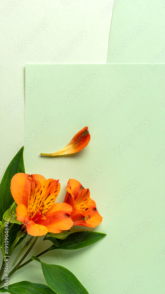 Fototapeta premium Bright orange flower with green leaves, and a single petal, on pastel green & white paper background