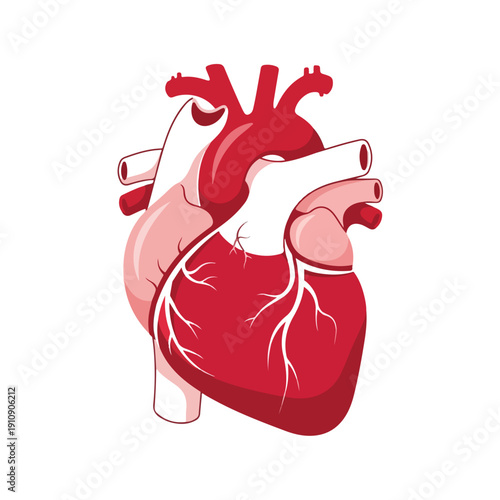 Anatomical Illustration of the Human Heart, a Vital Organ