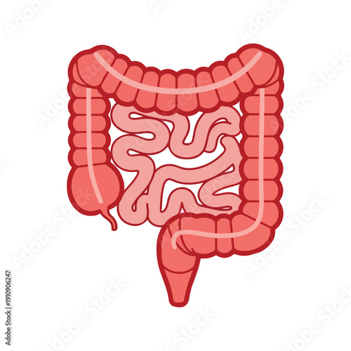 Human Digestive System Anatomy Illustration for Medical and Educational Purposes