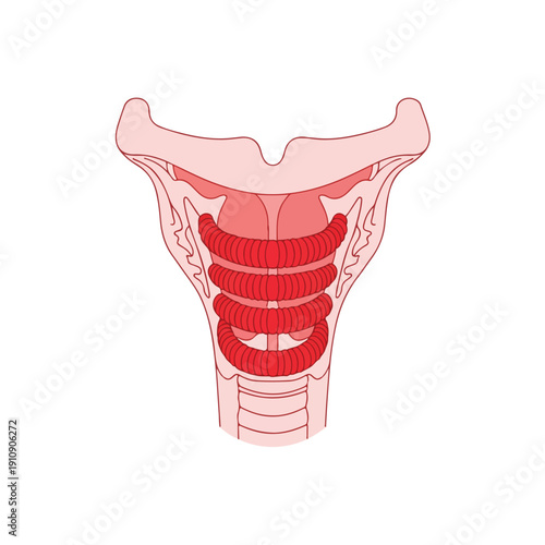 Illustration of the human larynx, vocal cords, and trachea anatomy in a medical context