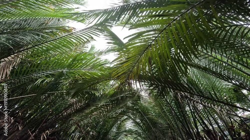 Nipa palm at Mekong Delta, Vietnam