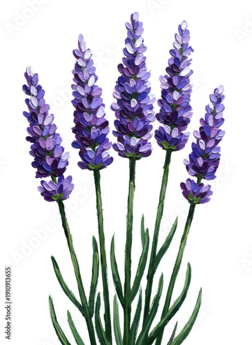 Lavender flowers oil painting on white background. Botanical illustration for aroma therapy, natural cosmetic, herbal product design.