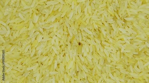 beautiful texture ripe of natural rice grain on background