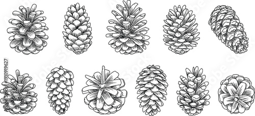 Hand drawn pine cone botanical illustrations in detailed black outline, natural forest vector set for decoration, seasonal design, and engraving