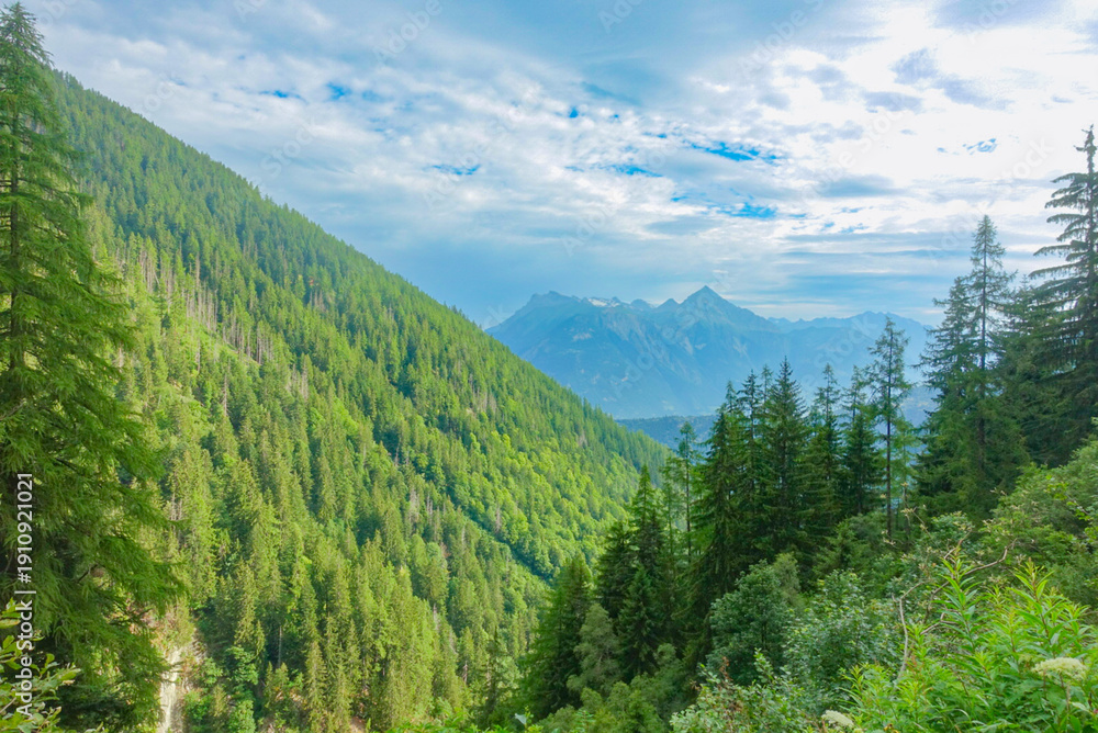 Fototapeta premium forest in the mountains of Martigny-croix on a summer day 