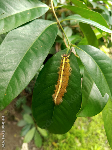 caterpillar in green leaf. beautiful insect.