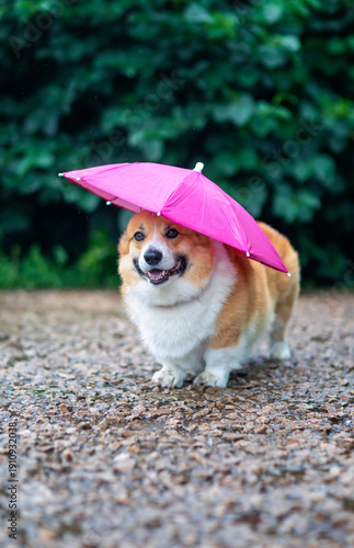 A funny corgi dog is walking in the rain in the garden with a pink umbrella o...