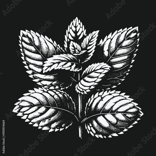 Detailed Mint Plant Illustration on Black Background for Botanical Designs.