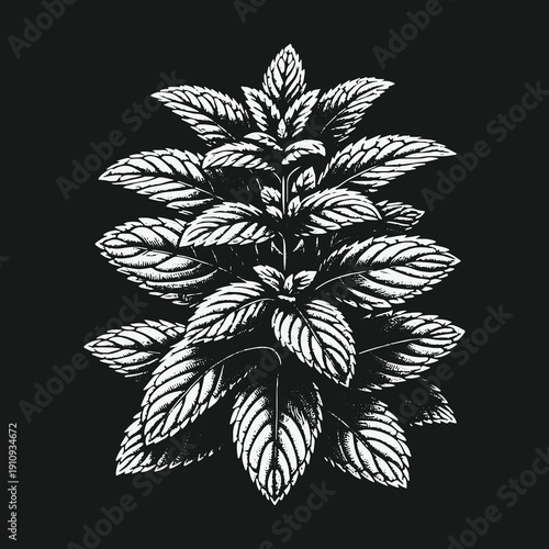 Detailed Mint Plant Illustration on Dark Background.