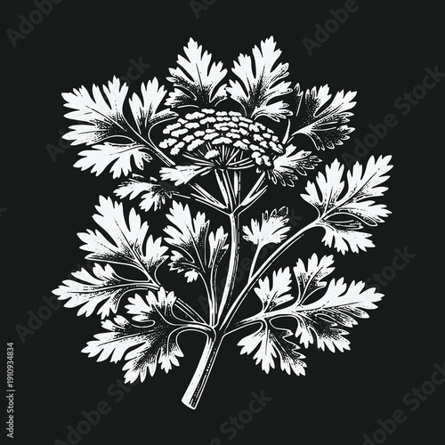Elegant Parsley Plant Illustration on Dark Background Botanical Art.
