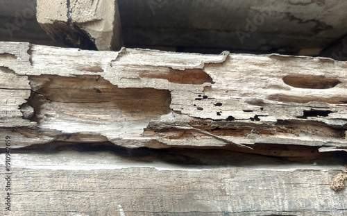 old wood eaten by termites background.
