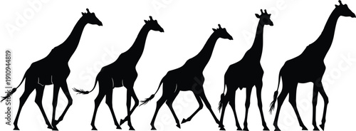 Collection of black giraffe silhouettes featuring various walking and standing poses isolated on white background for african safari wildlife and nature vector designs