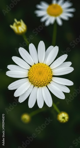 Detailed macro shot of fresh white and yellow chamomile flowers blooming in soft natural light, symbolizing calm and herbal health ,spring ,soft ,natural