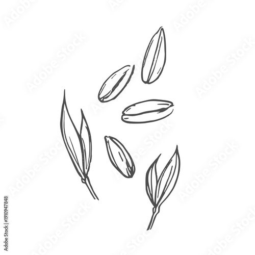 Wheat grain hand drawn vector sketch illustration.