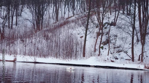 Swans swimming in winter river near waterfall