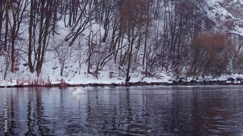 Swans swimming in winter river near waterfall