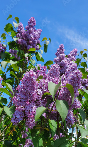 Spring purple lilac flowers close-up on blurred background.