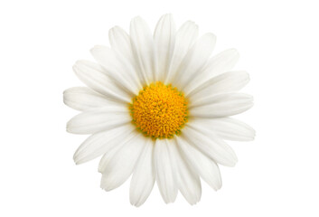 White daisy flower isolated on pure white or transparent background. Studio cutout with a single spring blossom.