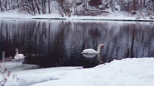 Swans swimming in winter river near waterfall