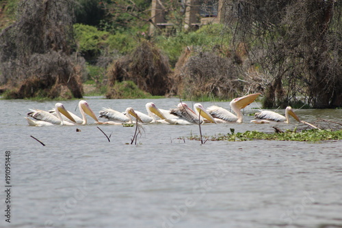 Great white pelicans swimming in Lake Naivasha Kenya, group bird scene