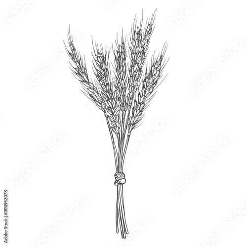 Wheat bread ears cereal crop. Hand drawn sketch in vintage engraving style. Vector