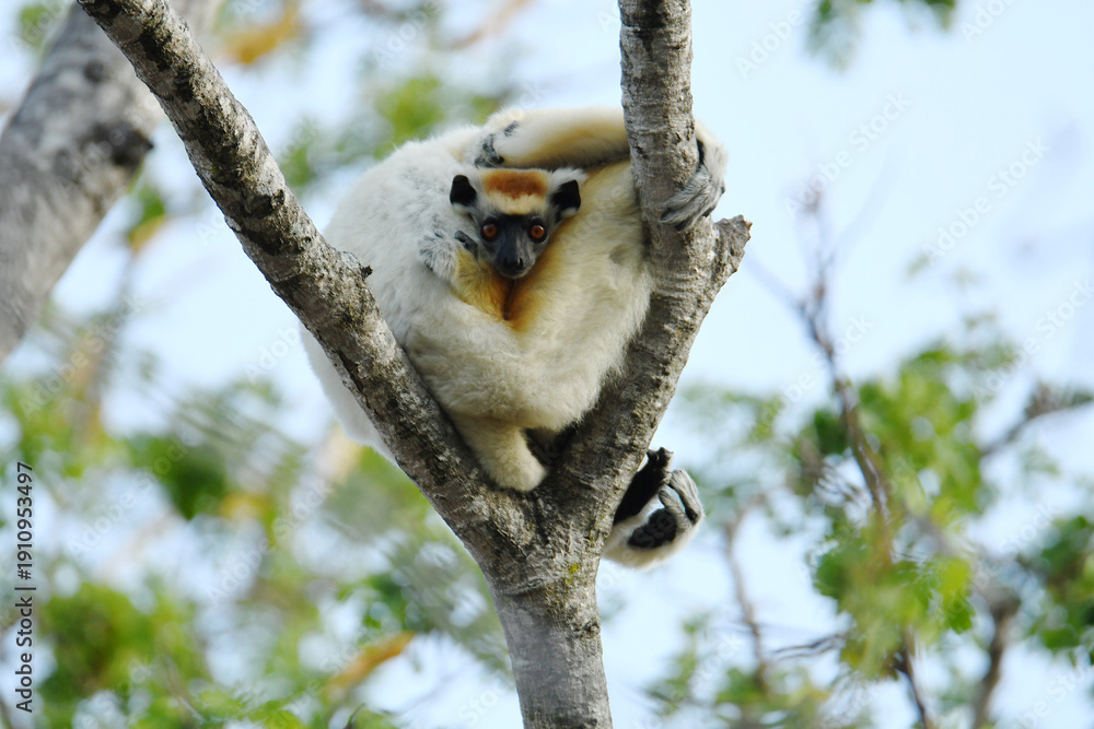 Naklejka premium Juvenile Golden-crowned Sifaka (Propithecus tattersalli), also called Tattersall's Sifaka, resting cuddled with an adult inside a forked branch of a tree at Loky Manambato Protected Area, Madagascar