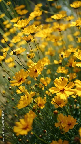 Vibrant yellow flowers in full bloom.