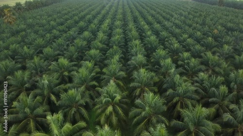 Aerial view of a vast palm oil plantation with rows of green trees stretching to the horizon.