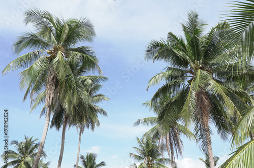 Wallpaper Mural A large plantation of tropical palms, against a blue sky, with a path for walking between the palms. Torontodigital.ca