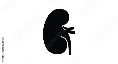 Detailed depiction of a human kidney in black silhouette