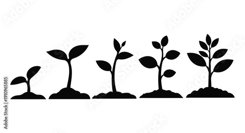 Plant growth stages from sprout to maturity black silhouette