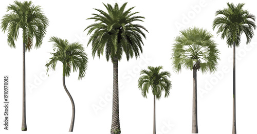 Set of tropical palm trees isolated on white background, realistic exotic summer botanical illustration collection for design