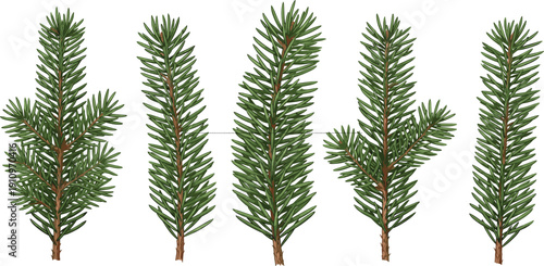 Collection of evergreen fir tree branches with green needles isolated on white background, detailed botanical illustration set