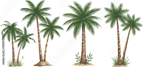 Tropical palm tree collection isolated on white background, realistic vector set of exotic coconut trees for beach landscape design