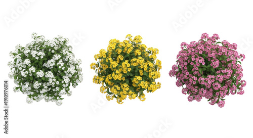 three ultra-realistic flowering shrubs (white, yellow, pink blooms) side-by-side on transparent background, high detail, top-down product photography style, concept of botanical diversity