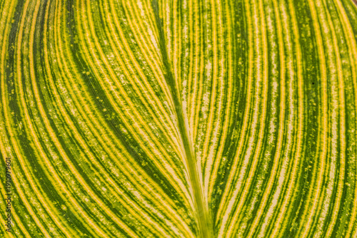 Tableau sur toile Textura inferior de una hoja