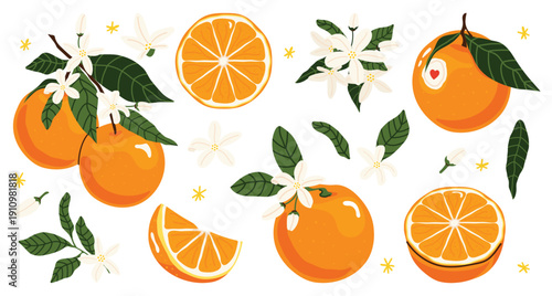 Set of fresh bright oranges with slices, blossoms and green leaves. Citrus fruit collection, orange fruit, juicy food, healthy nutrition, organic product, natural vitamins. Perfect for stickers, cards