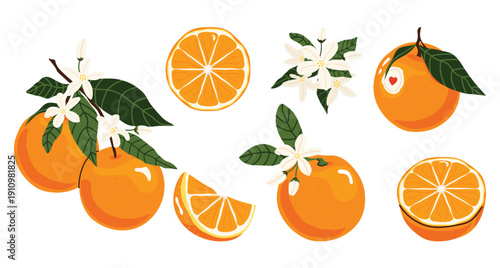 Set of fresh bright oranges with slices, blossoms and green leaves. Citrus fruit collection, orange fruit, juicy food, healthy nutrition, organic product, natural vitamins. Perfect for stickers, cards