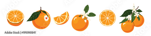 Set of fresh bright oranges with slices, blossoms and green leaves. Citrus fruit collection, orange fruit, juicy food, healthy nutrition, organic product, natural vitamins. Perfect for stickers, cards