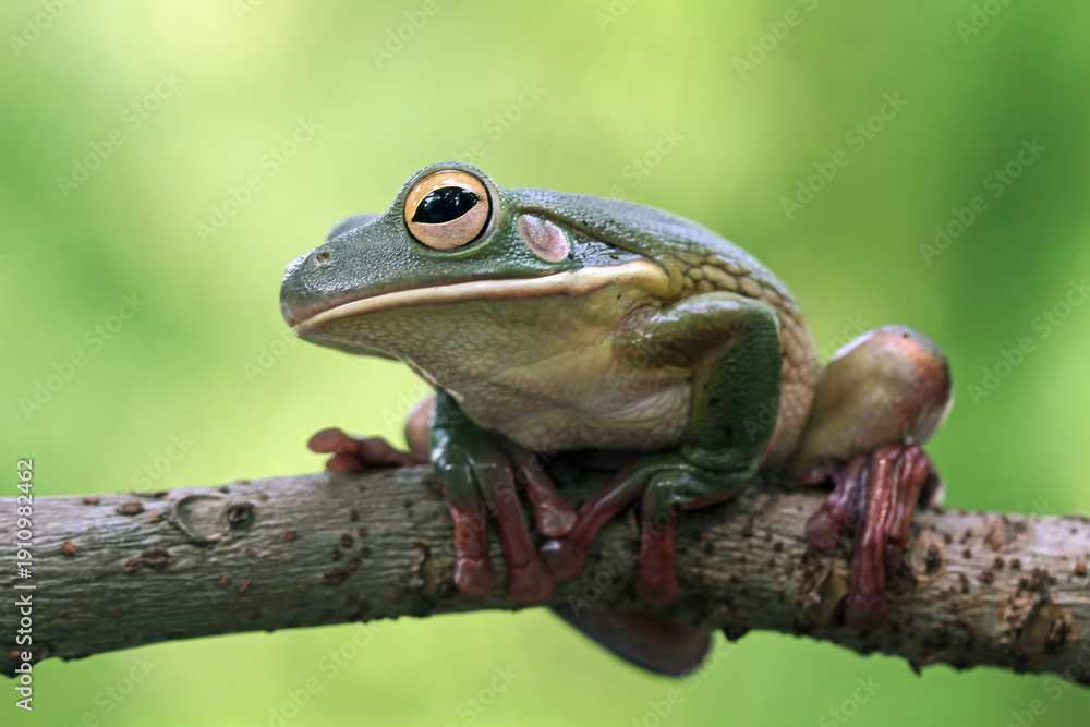 Naklejka premium White lipped tree frog sitting an branch, green tree frogs