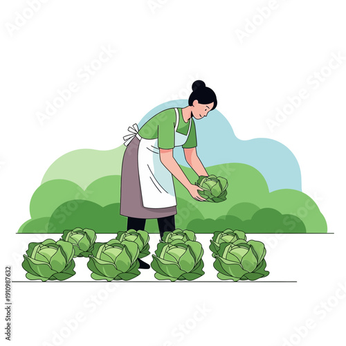 Farmer Harvesting Fresh Cabbage From Organic Field