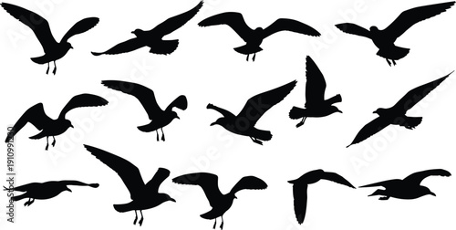 Array of black silhouettes of seagulls in diverse flight and landing poses against a clean white background