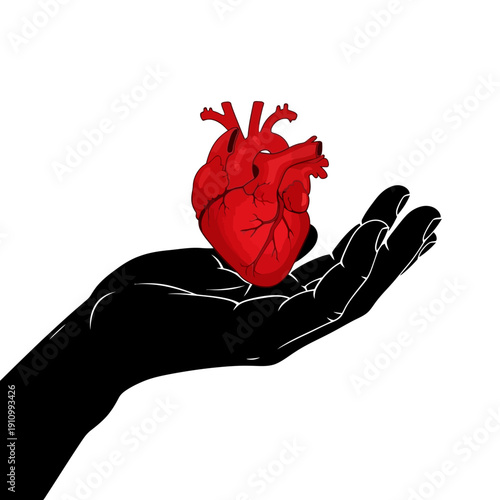 Human Hand Gently Holding a Red Anatomical Heart on Isolated White Background