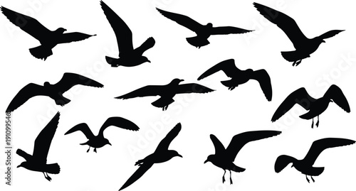 Collection of black silhouettes of seagulls in various flight positions against a white background