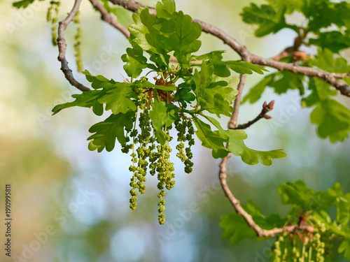 Close-up of a branch of an oak (Quercus robur) with delicate, bright green young leaves and dangling male earrings.