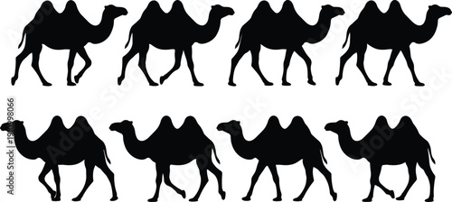 Bactrian camel silhouettes set with two humps walking in opposite directions isolated on white background for desert caravan animal pattern