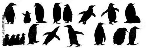 Vector set of penguin silhouettes in different poses including standing, walking, swimming and group composition. Black flat animal silhouettes isolated on white and transparent background. 